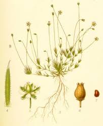 Image result for Sagina