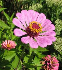 All these factors can enter into your garden plan california native and a blue flowering garden favorite. 8 Awesome Heat And Drought Tolerant Annual Flowers And Plants Dengarden