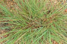 Image result for Eragrostis curvula