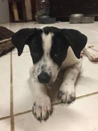 Black And White Border Collie Lab Mix Puppy Adopt Roscoe On Petfinder Pointer Puppies English Pointer Puppy Puppy Mix