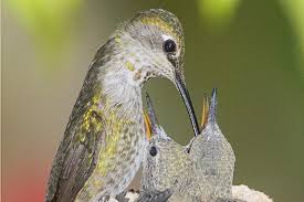 The average lifespan for a hummingbird is only about three to four years. The Gift Of Caring For Baby Hummingbirds Audubon