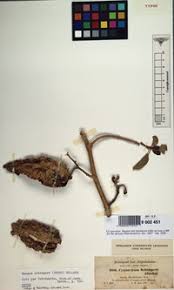 Image result for Marsdenia dregea