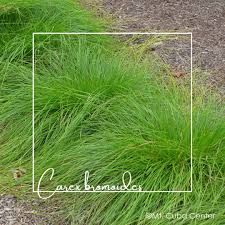 Image result for Schizachyrium platyphyllum
