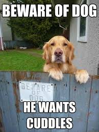 Nice Http Funnylolmemes Com 7605 Funnylolmemes If Source Is Not Showing Please Click Image To F Funny Dog Pictures Cute Animals Funny Animal Pictures
