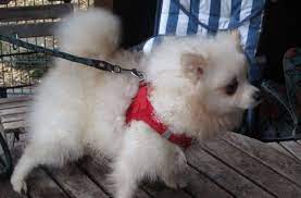 We did not find results for: Landkreis Hof Vermittelt Welpen Hunde Aus Illegalem Transport Suchen Ein Zuhause Hof Frankenpost