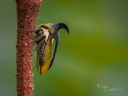 Image result for Oxyrhachis