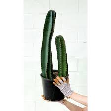 We did not find results for: Sale Long Size Cereus Cactus Blue Cactus Cereus Peruvianus Peruvian Apple Cactus Shopee Malaysia