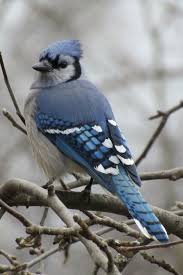 Gray Birds That Look Like Blue Jays Blue Jay Facts You May Not Know Blue Jay Bird Birds Jay Bird