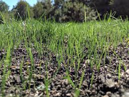 Several homes have been destroyed by a landslide amid torrential rain in the city of atami in the shizuoka prefecture, japan. How To Water After Aeration And Overseeding Or Power Seeding Tips For Strong New Grass In Northern Va