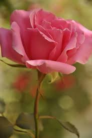 The 20 Most Beautiful Flowers In The World The Stuff Makes Me Happy Most Beautiful Flowers Beautiful Roses Beautiful Flowers