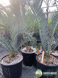 Image result for Encephalartos umbeluziensis