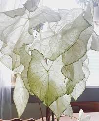 Caladium Moonlight Is So Ethereal Plants Pretty Plants Cool Plants