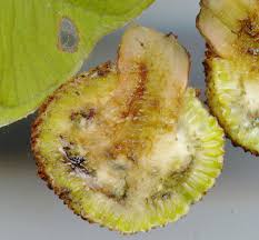 Image result for Scepocarpus hypselodendron