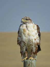 How Much Weight Can A Hawk Carry? Overview By Species