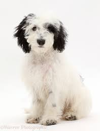 You should never buy a puppy based solely on price. Dog Black And White Cockapoo Puppy Photo Wp43509
