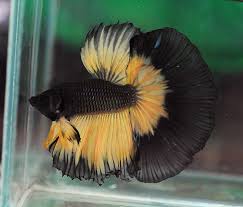 Black And Yellow Fish Pin On Betta