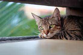 When you have a black cat dream, it is symbolic of magic and the use of gratitude and thankfulness for increasing your abundance. 15 Cat Dream Interpretation Dreamchrist Dream Meaning