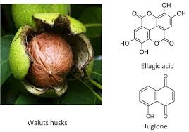 Image result for Juglans