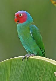 Australian Bird With Red Cheeks Red Cheeked Parrot Geoffroyus Geoffroyi Cyanicollis Parrot Backyard Birds Pet Birds