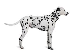 Black And White Fluffy Dog Breeds Dalmatian Dog Breed Information And Pictures Petguide Dog Breeds Dalmatian Dogs
