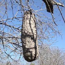 This is a mexican honey wasp, brachygastra mellifica, and according to bugguide: Unique Insect Built Huge Nest On Texas Tree Officials Say Fort Worth Star Telegram