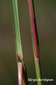 Image result for Elionurus muticus