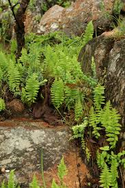 Image result for Arthropteris orientalis