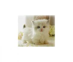 356 odeville munchkin female kitten. Munchkin Kittens For Sales Handmade Michigan