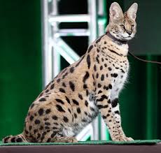 Find images of exotic cat. Woman Heartbroken She Can T Keep Exotic Cat After Pet Entered Home Jumped On Person S Bed