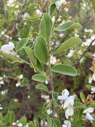 Image result for Baphia massaiensis