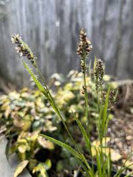 Image result for Juncaceae