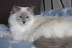 The Lilac Ragdoll Cat - Mitted, Colorpoint, Bicolor & Lynx