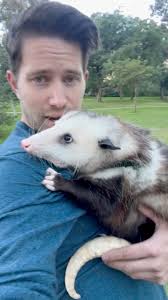 I love opossums.