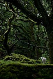 The princess, beloved daughter of the king is long gone. Guide Beautiful Nature Forest Magical Forest