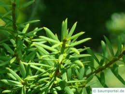 Image result for Podocarpaceae