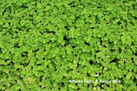 Image result for Pilea rivularis