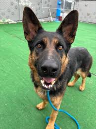 Rescue and Fostering of Abandoned Dog in St. Clair Shores, Michigan