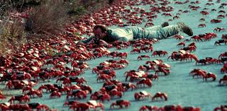 Red crabs, more specifically pleuroncodes planipes, are about 1 to 3 inches long. Speaking With Peter Green On Saving The Christmas Island Red Crab