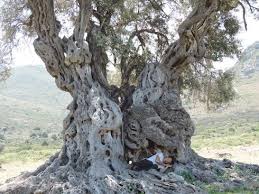 Huffpost Breaking News U S And World News Photo Tree Olive Tree