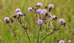 Thistle cafe offers healthy food for everyone on the go. Why You Need To Use Thistle For Food And Medicine Survivopedia