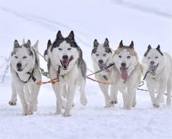 Nous avons deux traineaux pouvant. Course De Chiens De Traineaux Station Du Lac Blanc 68370 Agenda F4 Fr Station Du Lac Blanc
