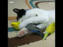 Youtube Animal Gifs Animals Emotions