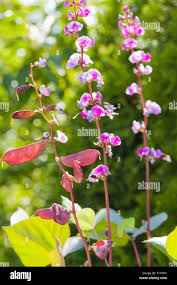 Image result for Lablab purpureus