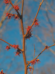 Image result for Hamamelidaceae