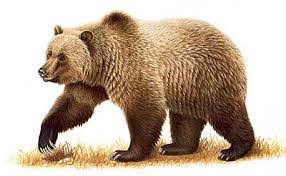Only true fans will be able to answer all 50 halloween trivia questions correctly. Fun Brown Bears Quiz Easy Science Free General Knowledge Quiz With Answers