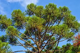 Image result for Araucaria angustifolia