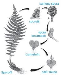 Perbedaan sporofit atau gametofit 2. Pengertian Metagenesis Dan Contoh Bagan Metagenesis Tumbuhan Lumut Paku Dan Hewan Ubur Ubur