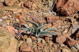 Image result for Ornithoglossum