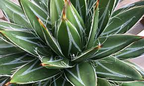 The video has some blurry spots but what. Annual Show Sale Santa Barbara Cactus Succulent Society