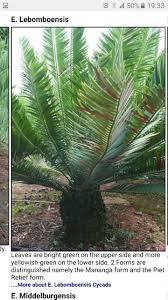 Image result for Encephalartos lebomboensis